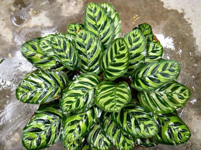 竹芋烂根,猫眼竹芋叶子枯死烂根什么原因