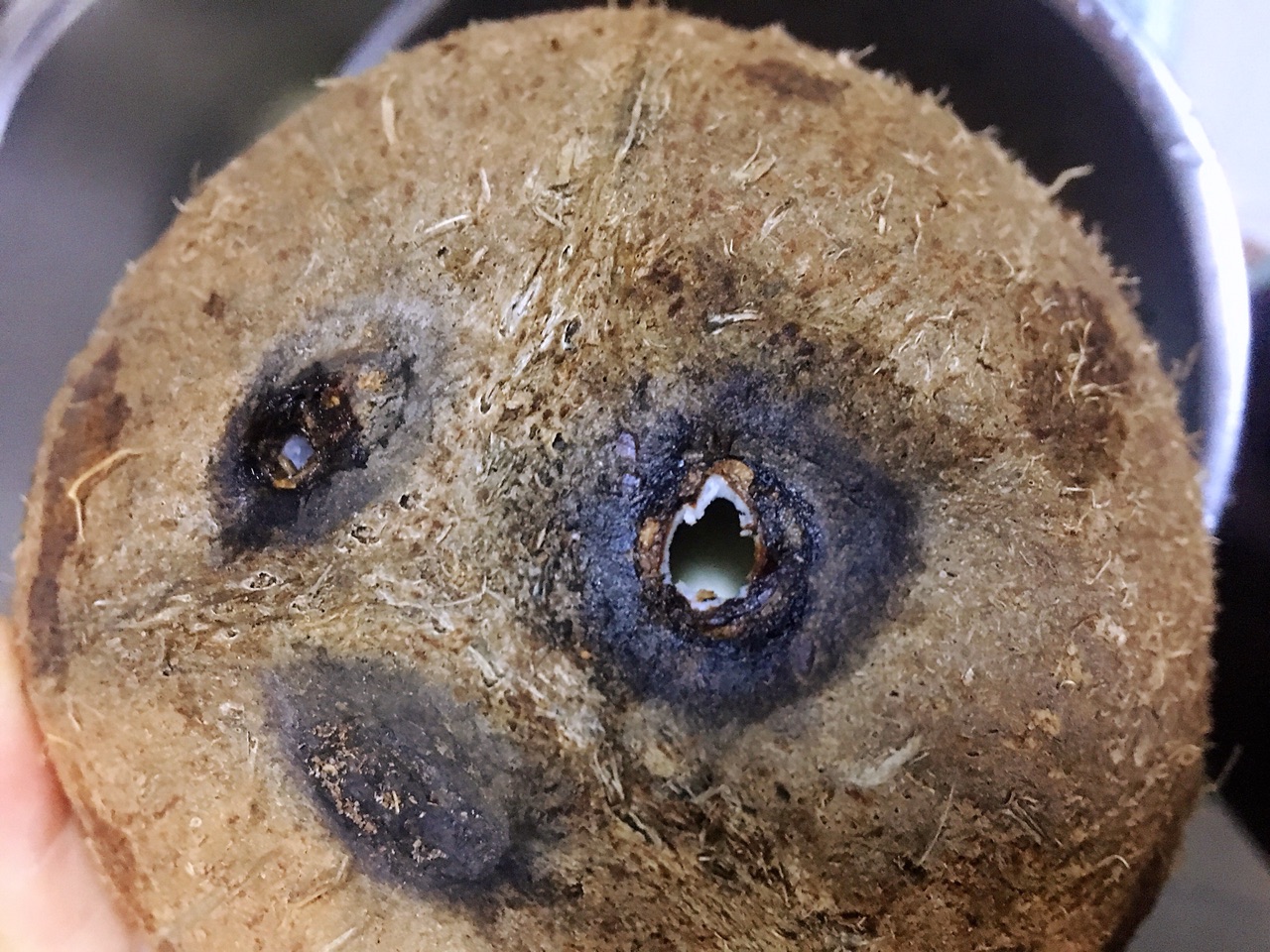 椰子独特吃法,椰子除了煲汤还能怎么吃