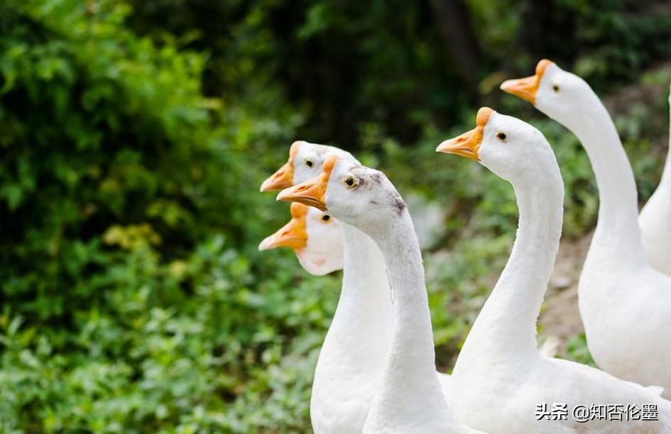 养殖业养什么最有前景赚钱,养殖业养什么最有前景赚钱快