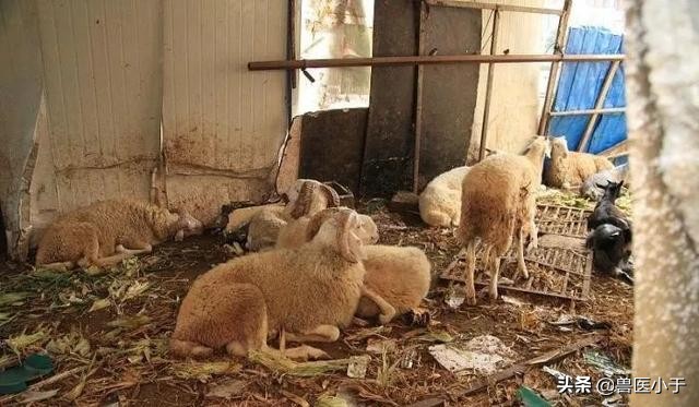 羔羊羊肠毒血症什么症状,羊得了羊肠毒血症怎么治