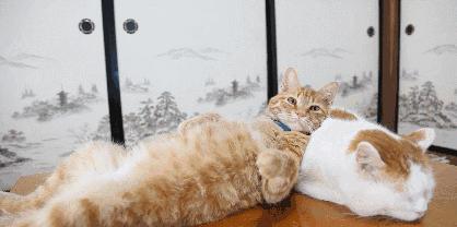 猫的品种都有哪些中华田园猫,中华田园猫品种哪种最受欢迎