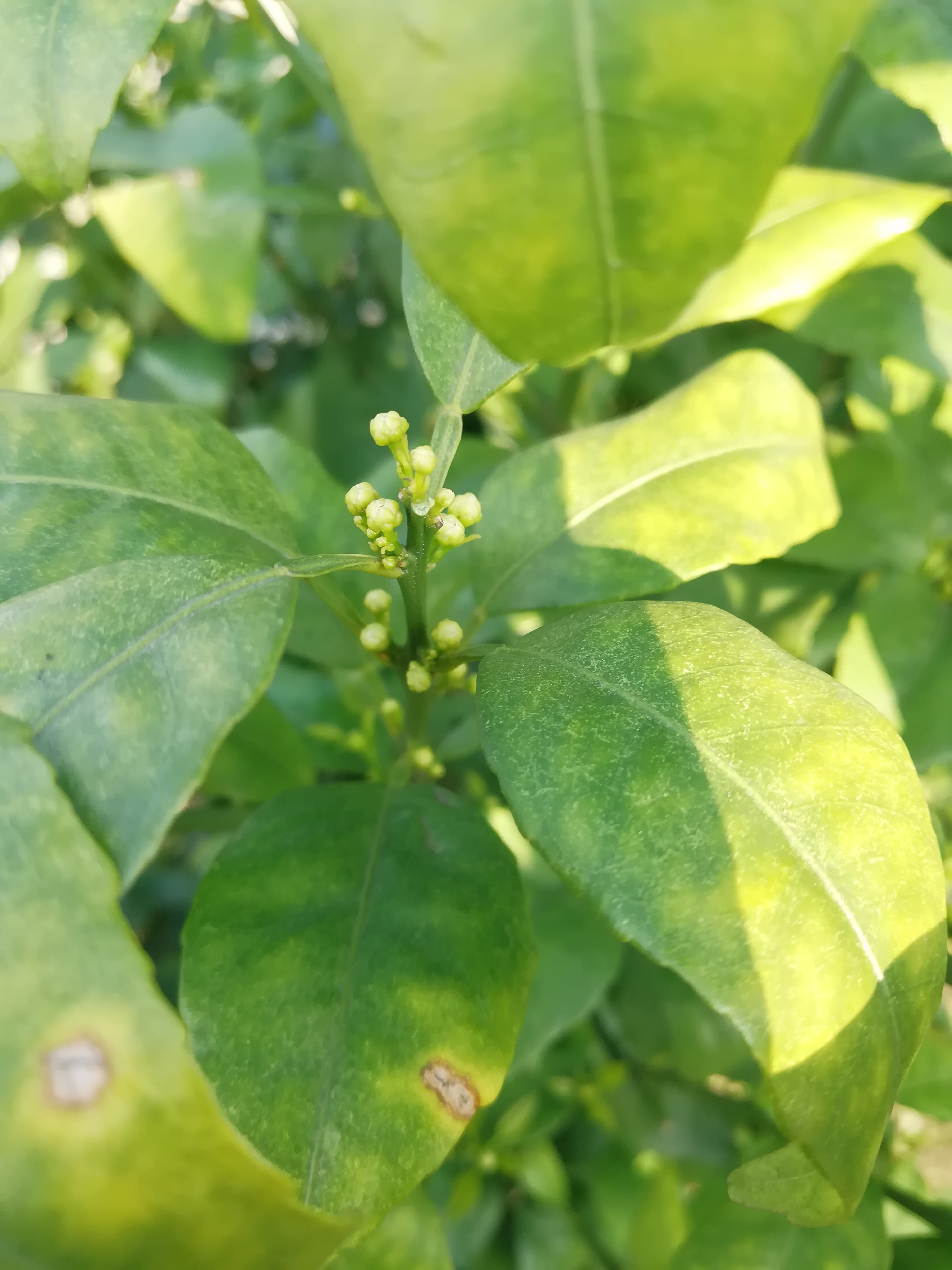 柑橘花多叶少怎么办,柑橘花量少的补救措施