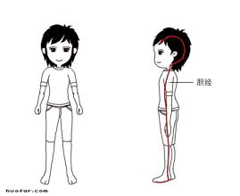 头发油是脾胃还是肝火怎么调理,吃油腻会胆经不通吗