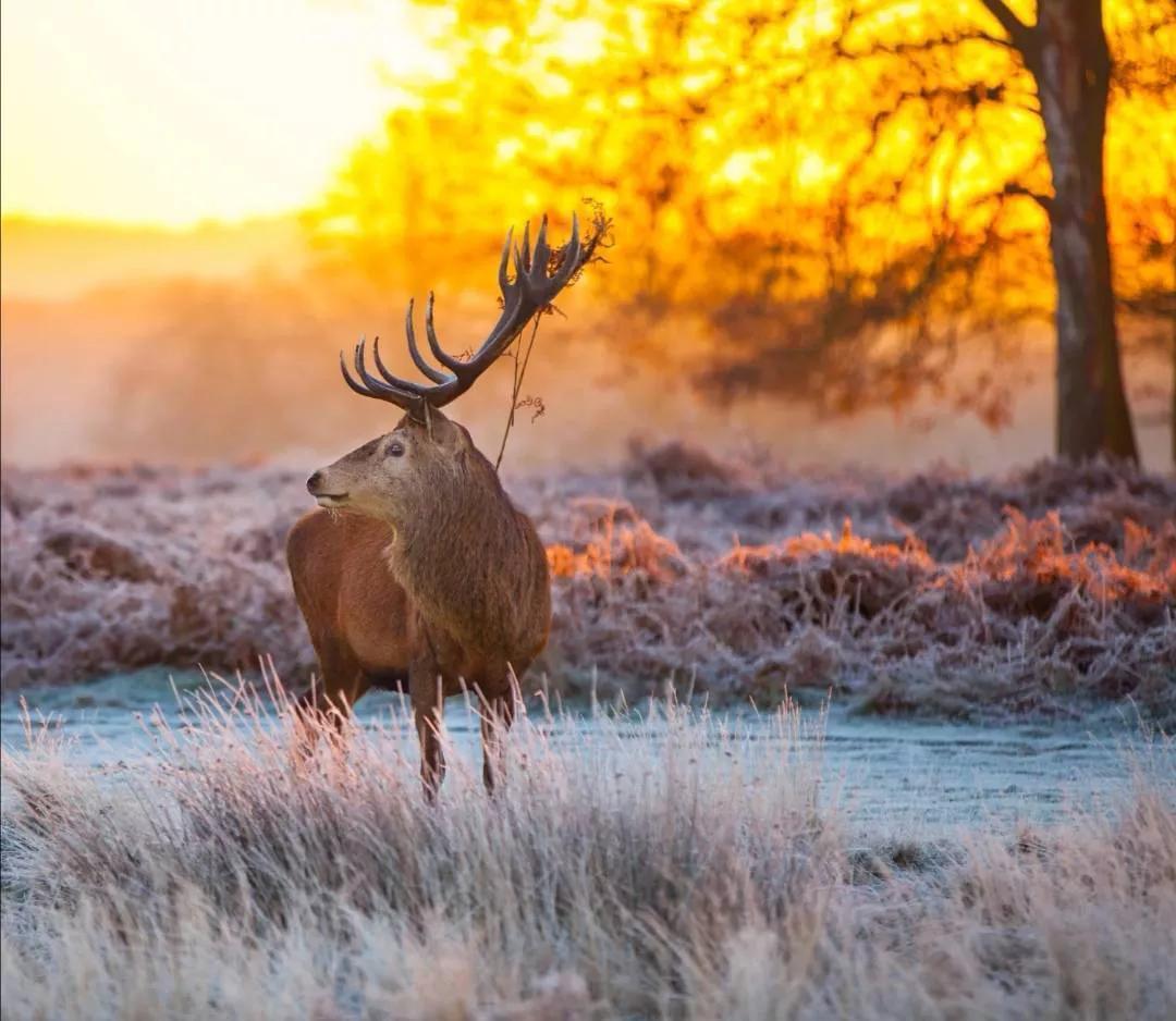 瑞雪古诗100首,瑞雪相关诗
