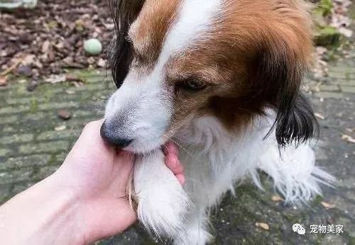 狗狗喜欢舔这6个地方，有重要事告诉你