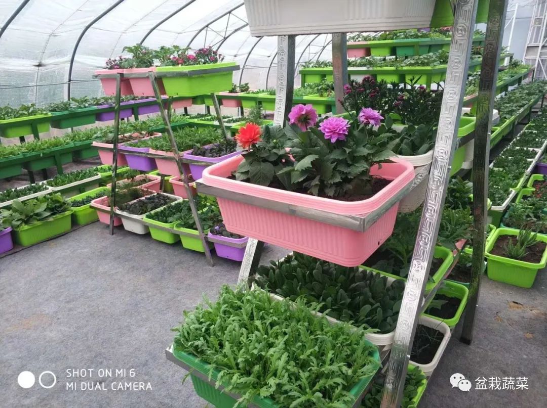 无土栽培和土壤种植技术研究所,农业无土栽培技术培训