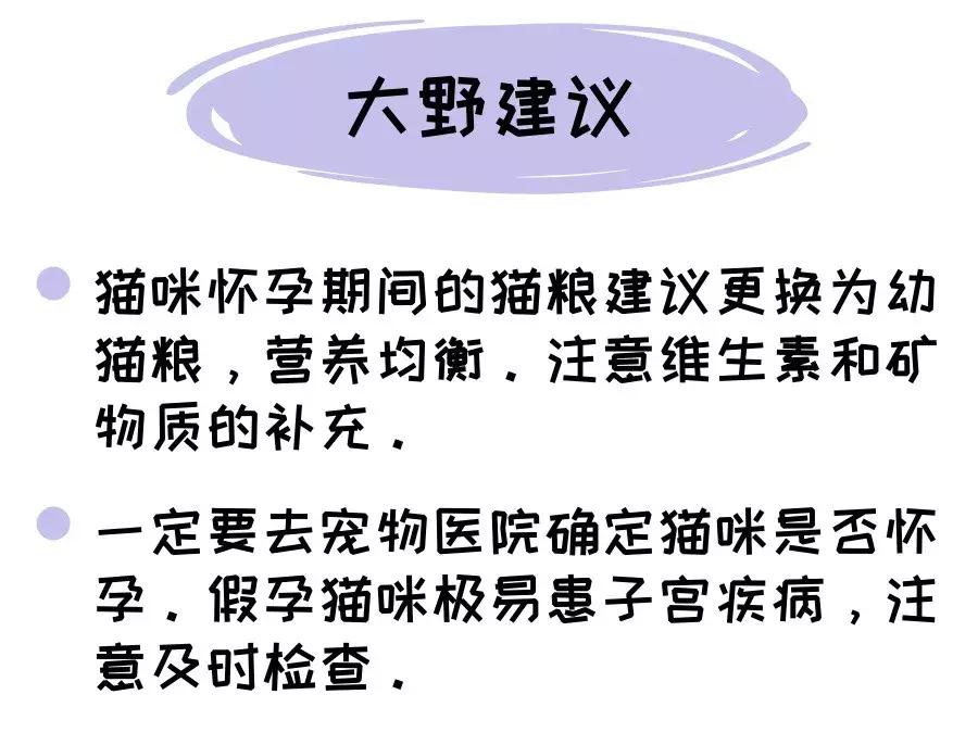 猫咪怀孕准备的东西全套,猫咪怀孕准备要生了有什么症状