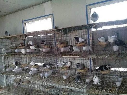 养殖鸽子一年能赚多少钱,目前养殖鸽子的市场前景怎么样