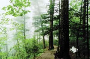 黑龙江省伊春市下辖哪些区县,黑龙江省伊春市属于哪个地级市