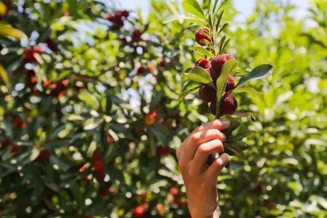 喜欢吃杨梅的朋友看过来!湖州摘杨梅攻略请查收