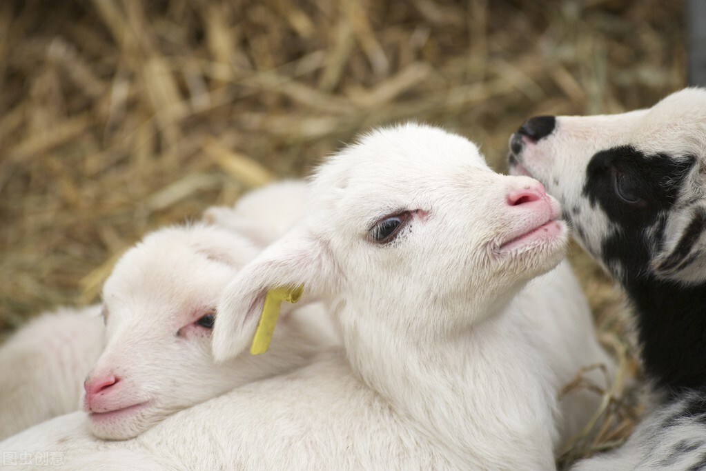 母羊正在生产小羊羔露头怎么接生,母羊产崽管理方法
