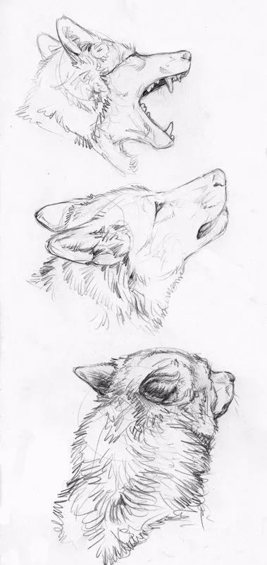 分享一套精美动物素描，值得收藏学习