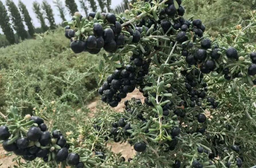 同样的黑枸杞价格差距为啥那么大,黑枸杞价格暴跌原因