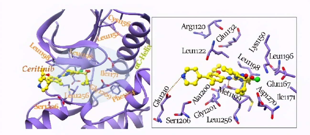 alk抑制剂alk是什么,alk抑制剂一二三代区别