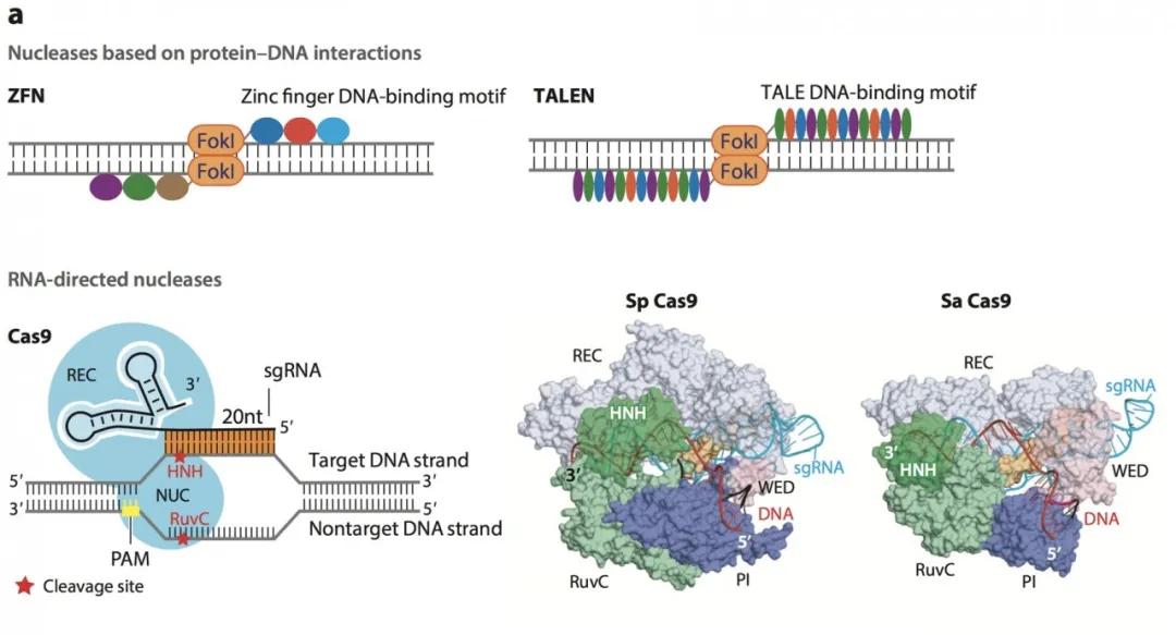 CRISPR/Cas基因编辑疗法的前景与伦理争议