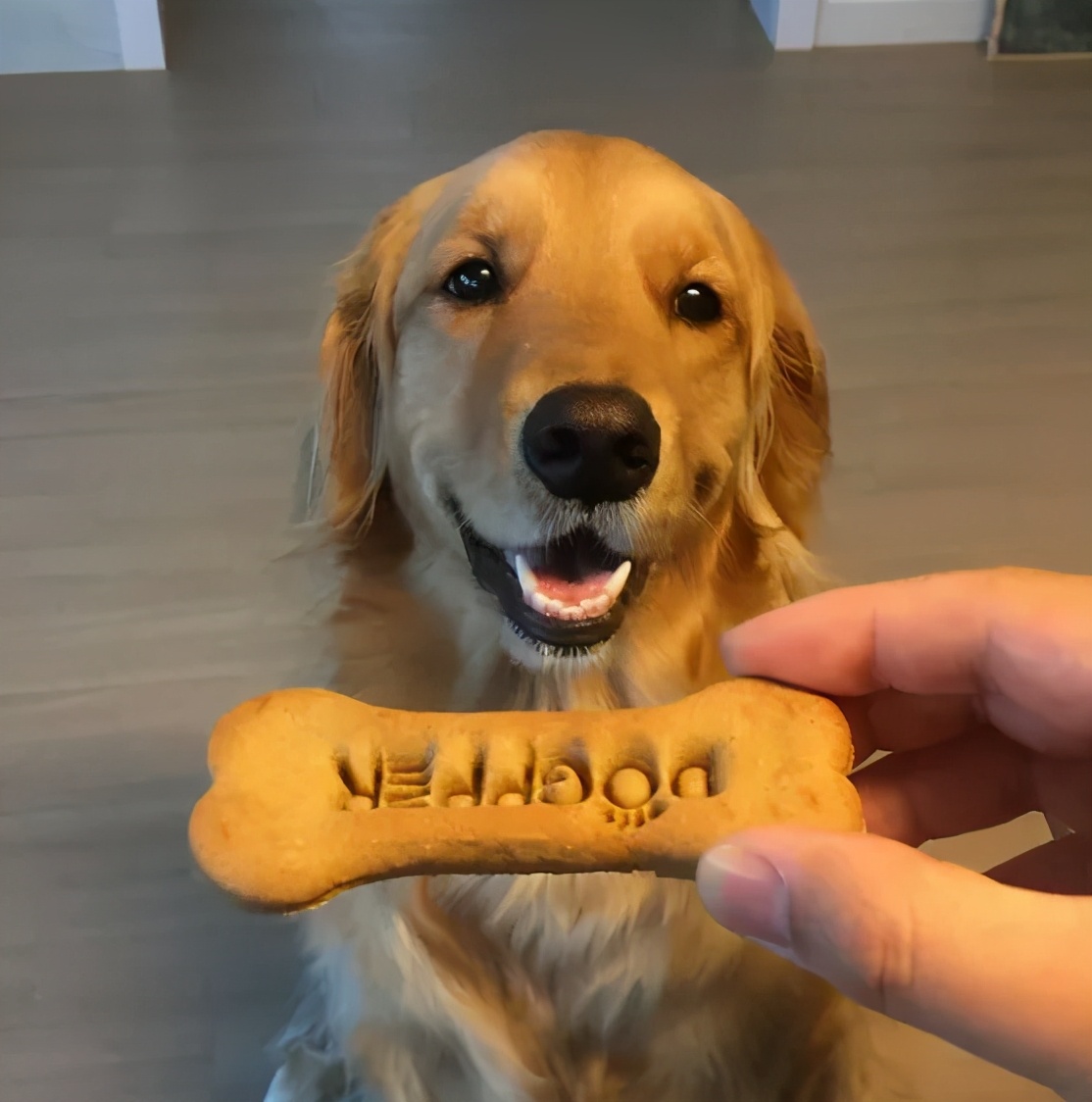 怀孕了，就把狗扔了吧，多脏啊