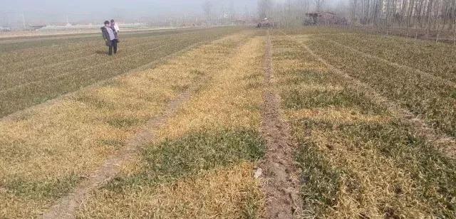 小麦缺肥发黄怎么办,小麦根发黄是什么病