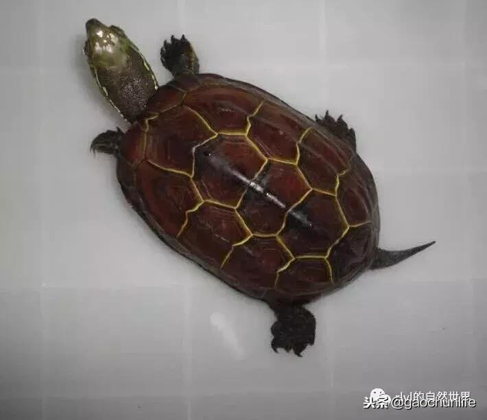 草龟难养,养草龟笔记