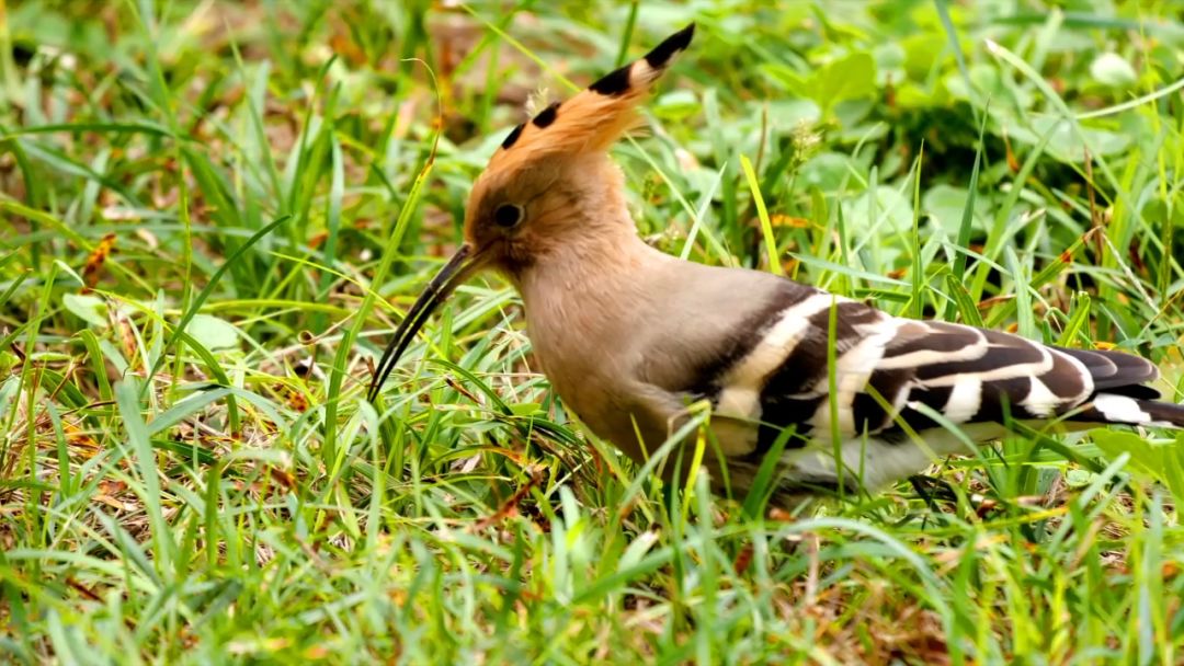 閮戝窞椋為笩瀹跺洯鍥剧墖澶у叏,閮戝窞椋為笩瀹跺洯椋庢櫙