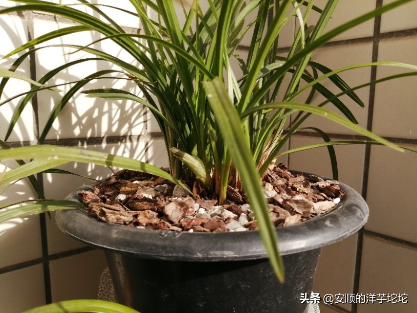 兰草花苞一个月还没开,兰草花苞长得快吗