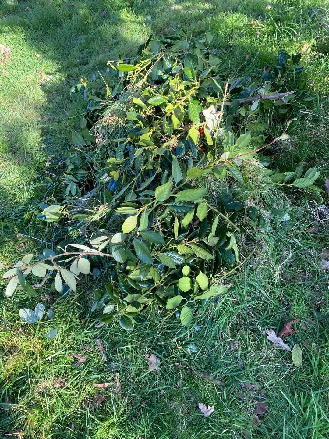 伦敦抗疫日记第11天,英国政府两周抗疫日记