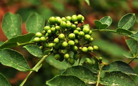 国考花椒酱,花椒酱国考