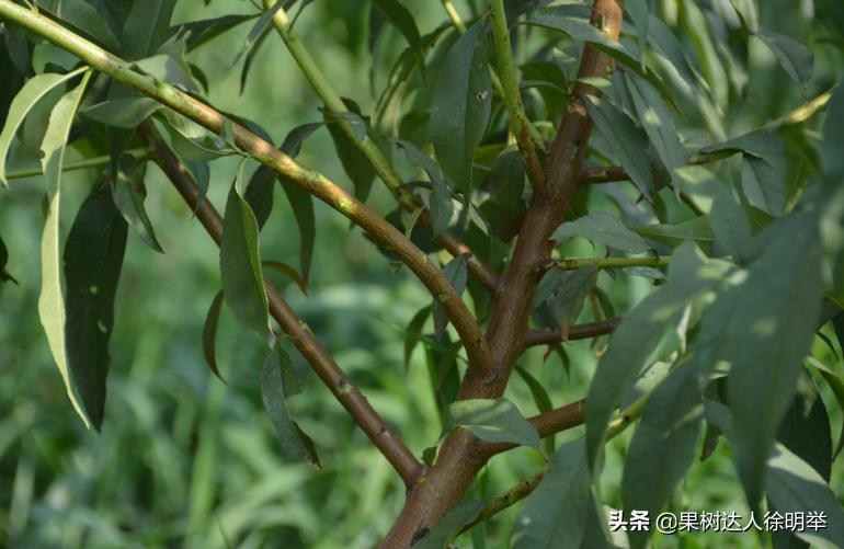 中桃金魁桃特性,桃是浆果类水果