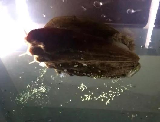 螺的尾巴能吃吗,螺的尾巴能不能吃