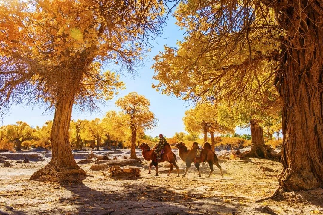 在最美的季节去了呼伦贝尔,一次浪漫的旅行呼伦贝尔