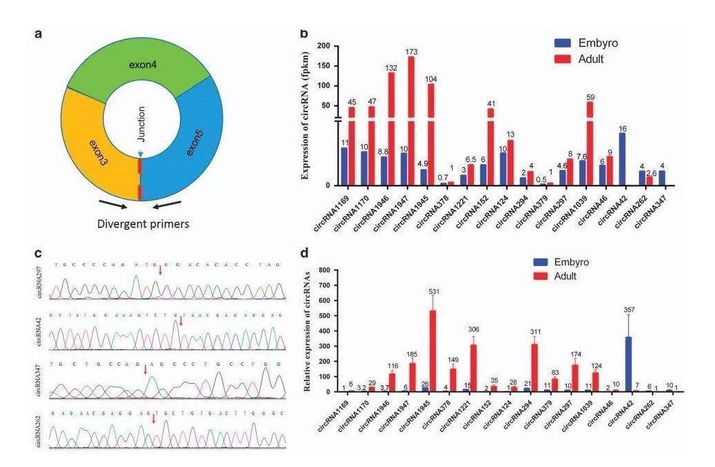 pcr核酸检测技术结果分析,核酸检测方法pcr技术