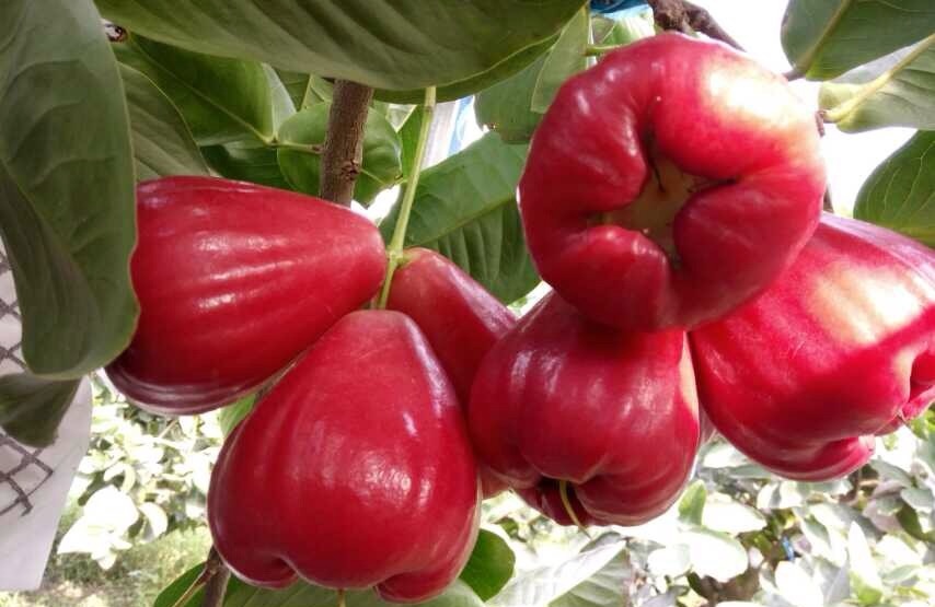 海南有哪些热带水果推荐,海南热带水果都有哪些