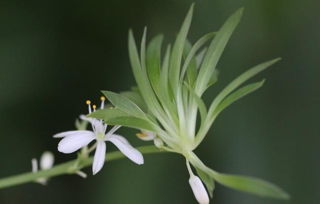 吊兰枯萎变黄需要剪掉吗,吊兰被冻蔫后怎么救活
