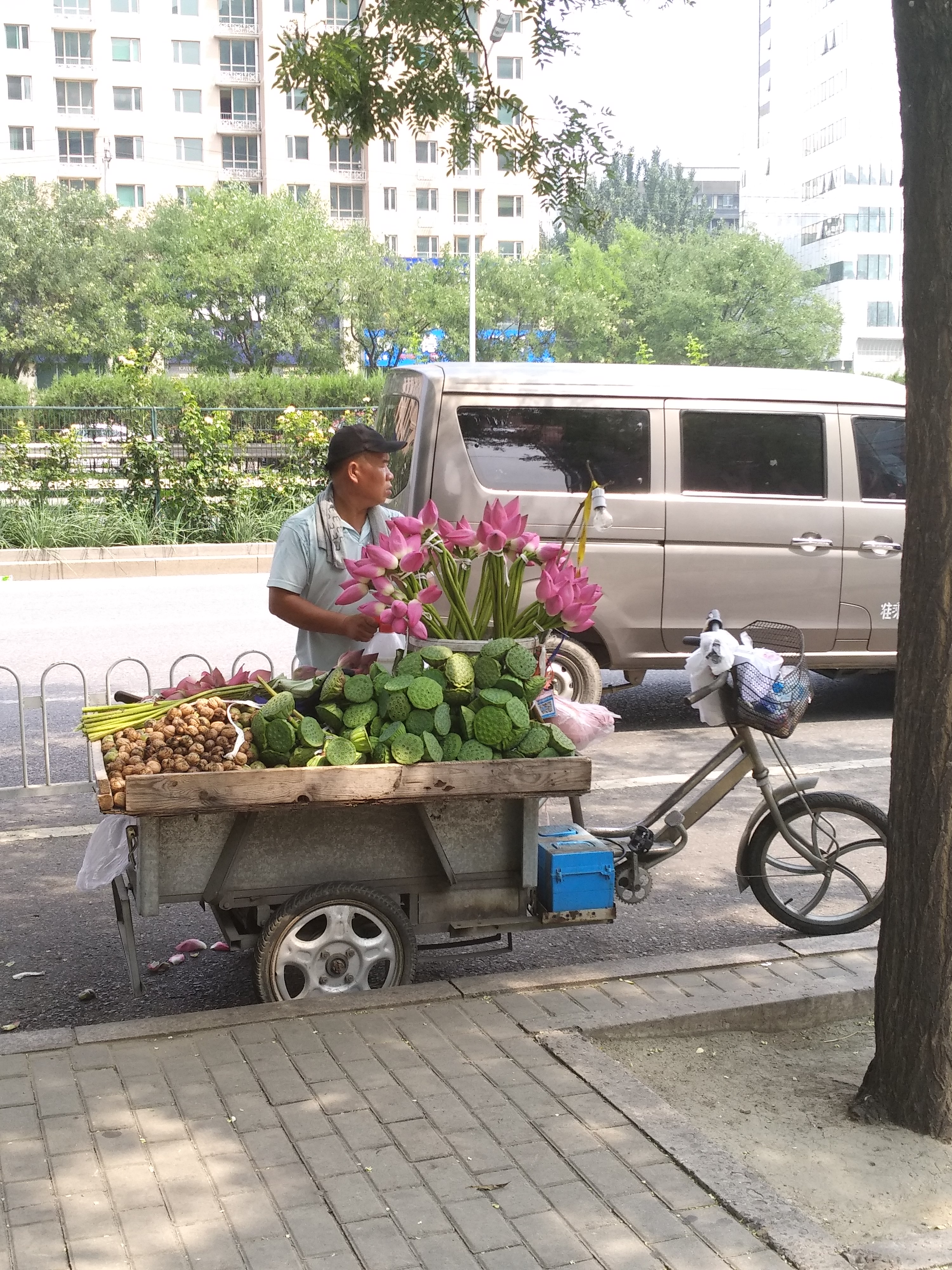马惊飙莲荷主题诗作小辑