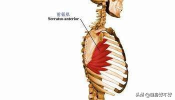 怎样练出鲨鱼肌人鱼线马甲线,人鱼线马甲线快速成型的方法