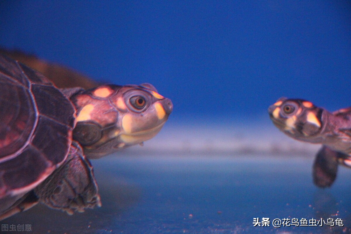 现在养乌龟要放多少水合适,养乌龟水要放几天才能给乌龟用