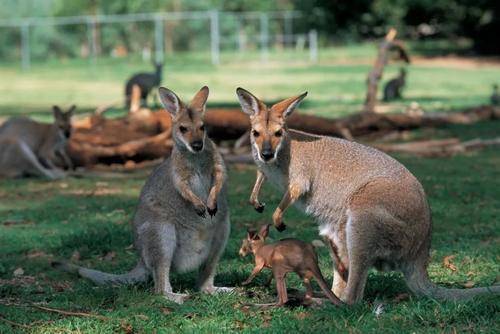 最小存活种群澳大利亚兔子,澳大利亚的兔子为什么会有5亿只