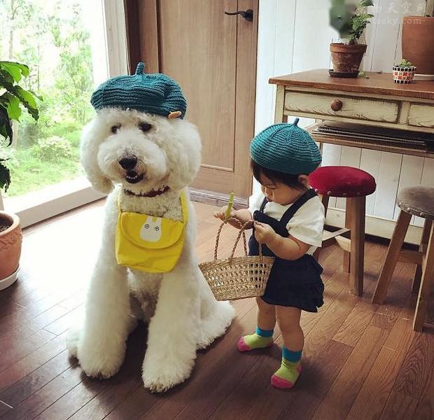 巨型贵宾犬的优缺点分析图片,巨型贵宾犬和巨型泰迪哪个好养活