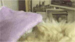 仓鼠最讨厌的是什么水果,仓鼠最讨厌主人的象征