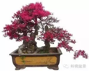 檵木小老桩盆景,檵木盆景图片大全