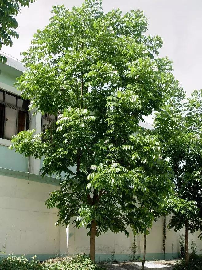 每日花语金盏花,桃花心木的种树方法