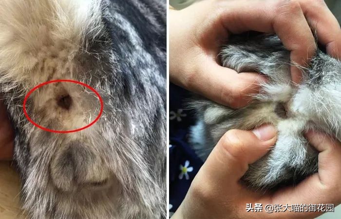 重口味话题,返点勿入!猫咪的肛门腺挤还是不挤?这是一个问题