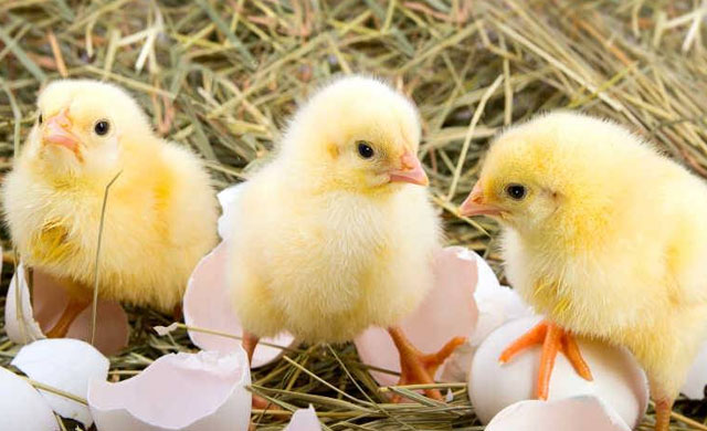 小鸡眼睛肿了睁不开眼土方法治疗,小鸡眼睛肿治疗