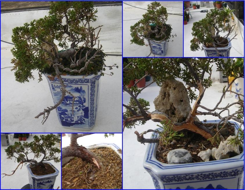 鱼川真柏盆景养殖方法,从养多肉到盆景