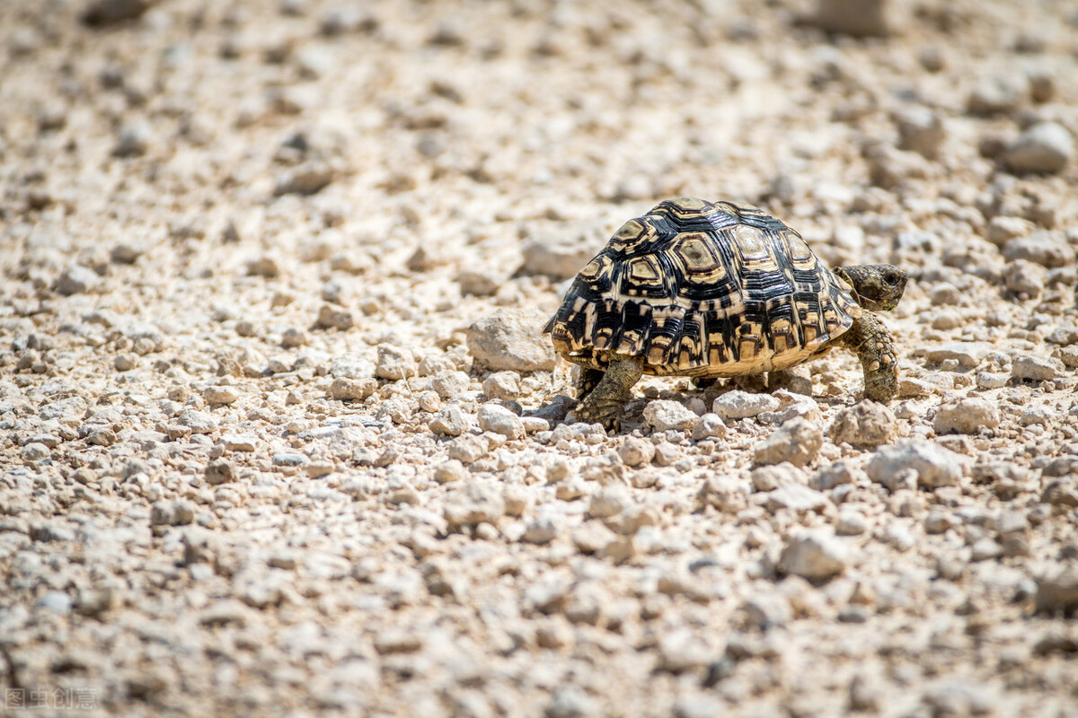 什么龟寿命最长又可饲养,龟最长的寿命多长时间