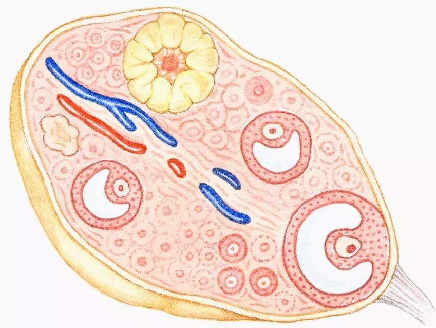 卵巢偏小是卵巢早衰的现象吗,卵巢早衰的6个原因