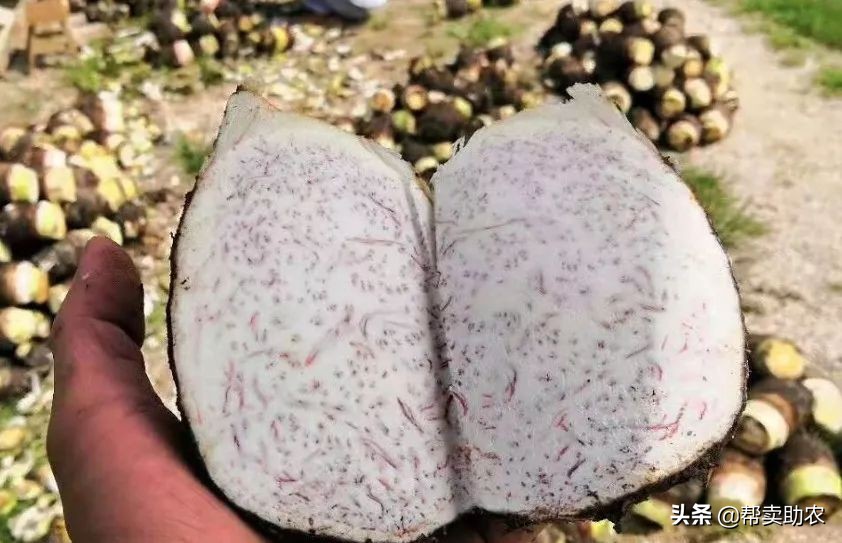 香甜软糯好吃到停不下来芋泥控,粉糯香甜的芋头