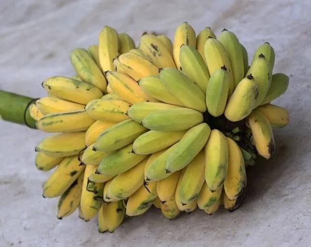 香蕉芭蕉米蕉哪个好吃,香蕉芭蕉还有什么蕉