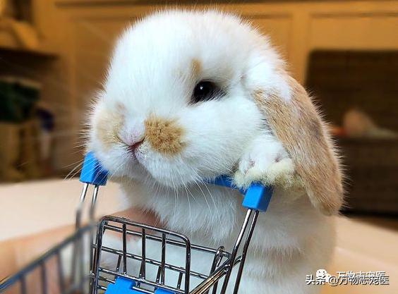 兔兔要死之前的征兆,兔兔突然死亡的原因