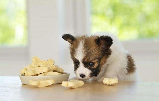 小奶狗刚到家一直叫该怎么办,刚到家的小奶狗为何总爱叫