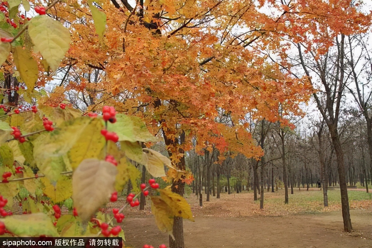 17处京城绝美银杏观赏点，看看有没有家门口的？